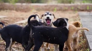 Küçük şirin köpek yavruları kavga ediyor ve birbirlerini ısırıyorlar, birlikte genç köpekler, yürüyen ve koşan şirin köpek yavruları.