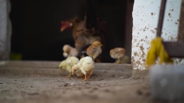 Bedårande Små Gula Kycklingar Med Mor Höns Äter Insekter Från — Stockvideo