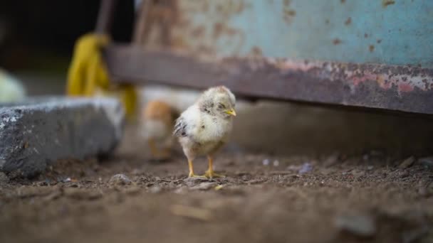 Nahaufnahme Von Cute Small Chick Stehen Fühlt Sich Schläfrig Baby — Stockvideo