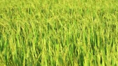 güzel yeşil ve hafif sarı pirinç bitkisi tarlada ve çiftlikte rüzgarla sallanıyor, Hint köyünde pirinç tarlası, tarlada altın olgunlaşmış pirinç çiçeği