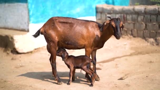 Bebê Bonito Cabra Beber Leite Peito Sua Mãe Pequeno Bebê — Vídeo de Stock