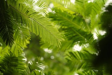Güzel soyut Yeşil Yaprak doğa arka planı Bokeh etkisi, Güzel Bitki veya Ağaç Yeşil Yaprak Duvar Kağıdı Tasarımı