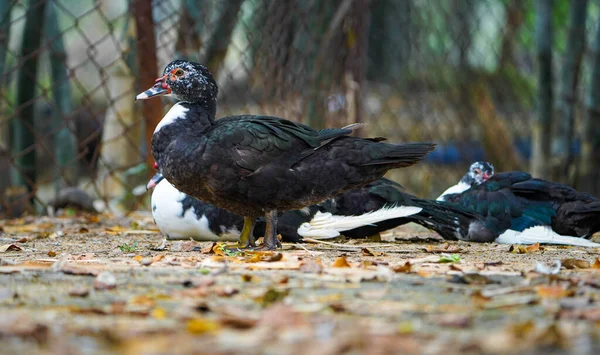 Three Domestic muscovy ducks.Red face Muscovy ducks.White, black and red Muscovy duck in nandavan zoo of raipur, chhattisgarh
