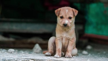 Yumuşak kahverengi renkli şirin bir köpek yavrusu. Solunda kopyasal alan var. Küçük sevimli köpek yavrusu önde, Hint sokak köpeği dışarıda oturuyor, küçük bir köpek yavrusu oturuyor, sokak köpeği portresi....