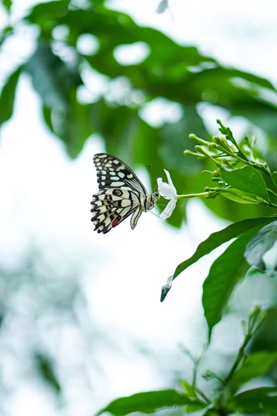Yaprağın üzerinde bulanık arka planda oturan güzel bir kral kelebeğinin Macro resmini yakın plan, bir bitki veya ağacın yaprağında oturan güzel kelebek, Kelebek, böcek, güzellik, doğa, renkli