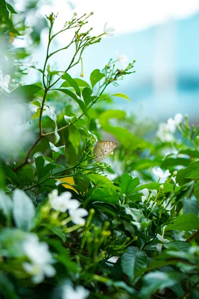 Güzel bir tavus kuşu kelebeğinin Makro görüntüsünü yakın plan. Arka planda bulanık bir yaprak üzerinde oturan güzel bir kelebek. Bir bitki ya da ağacın yaprağında oturan güzel bir kelebek.