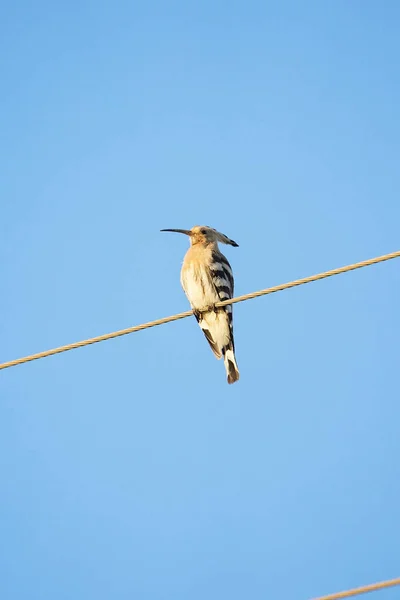 Avrasya hupou kuşu (