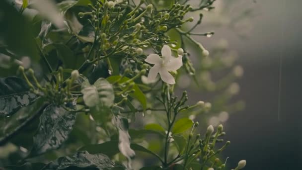 谷の白いユリ ピンクホイールの花 雨の中で白い一般的なジャスミンの花 ピンクホイールの白い花の植物の雨の中でリラックスした景色白い花の植物の水のパターン — ストック動画