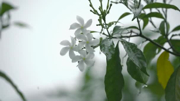 谷の白いユリ ピンクホイールの花 雨の中で白い一般的なジャスミンの花 ピンクホイールの白い花の植物の雨の中でリラックスした景色白い花の植物の水のパターン — ストック動画