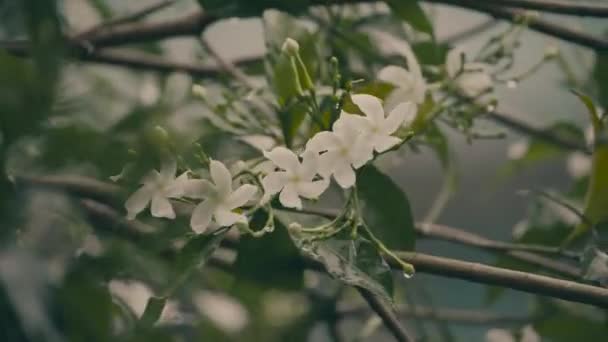 White Lily Valley Pinwheel Flower White Common Jasmine Flower Rain — Vídeo de stock