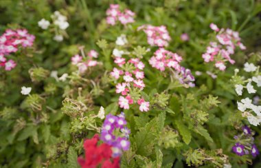 Bir Zarif Mor Verbena Çiçekleri Kümesi, Canlı Mor Çiçeklerle Yakın plan Verbena, Bahçe Verbenası: Mor Renk Patlaması,