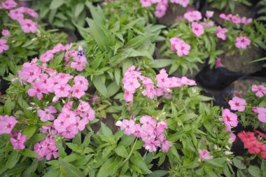 Bloom 'daki zarif Pembe Phlox Subulata, Groundcover Güzeli: Pembe Phlox Subulata, Yumuşak Pembe Çiçekli Sürünen Phlox,
