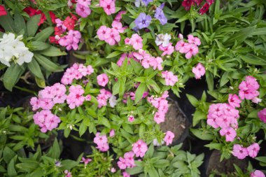 Bloom 'daki zarif Pembe Phlox Subulata, Groundcover Güzeli: Pembe Phlox Subulata, Yumuşak Pembe Çiçekli Sürünen Phlox,
