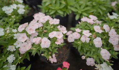 Bloom 'daki zarif Pembe Phlox Subulata, Groundcover Güzeli: Pembe Phlox Subulata, Yumuşak Pembe Çiçekli Sürünen Phlox,