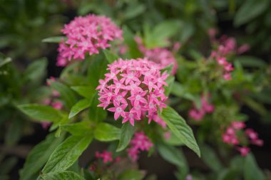 Vibrant Pentas Lanceolata in Bloom,Colorful Mix of Pentas Flowers,Pentas Lanceolata: A Garden Delight, clipart