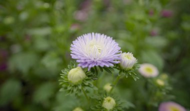 Pembe ve Mor Aster Çiçekleri Senfonisi, Canlı Renkler Aster Çiçekleri, Hassas Aster Çiçekleri 'nin Yakın Çekimi,