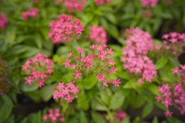 Canlı Pentas Lanceolata in Bloom, Renkli Pentas Çiçekleri Karışımı, Pentas Lanceolata: A Garden Delight,