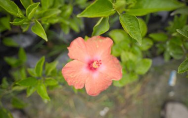 Narin Pembe Çiçek Çiçeği, Canlı Pembe Çiçeğin Yakın Çekimi, Pembe Parıltılı Tropikal Güzel Hibiscus.