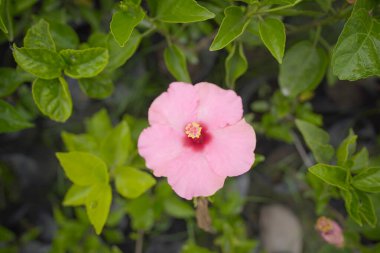Narin Pembe Çiçek Çiçeği, Canlı Pembe Çiçeğin Yakın Çekimi, Pembe Parıltılı Tropikal Güzel Hibiscus.