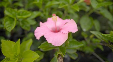 Narin Pembe Çiçek Çiçeği, Canlı Pembe Çiçeğin Yakın Çekimi, Pembe Parıltılı Tropikal Güzel Hibiscus.