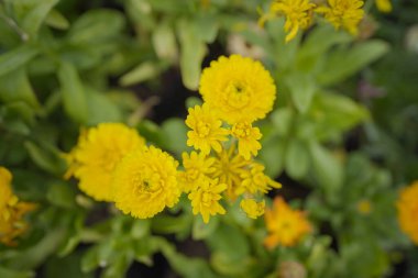 Bloom 'da canlı sarı kadife çiçekleri, Marigold Tarlası' nın havadan görünüşü, Bir Seradaki Lush Marigold Bitkileri.