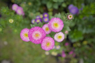 Bir Pembe ve Mor Aster Çiçekleri Senfonisi, Canlı Renkte Aster Çiçekleri, Hassas Aster Çiçeklerinin Yakın Çekimi.