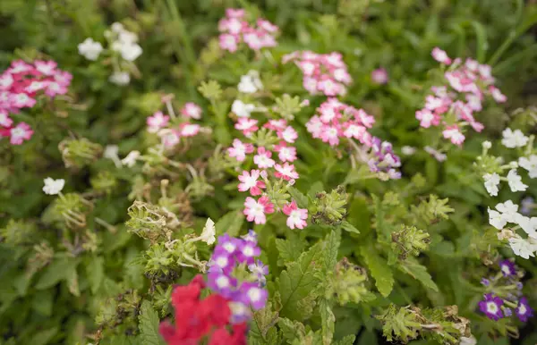 Bir Zarif Mor Verbena Çiçekleri Kümesi, Canlı Mor Çiçeklerle Yakın plan Verbena, Bahçe Verbenası: Mor Renk Patlaması,