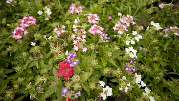 Bir Zarif Mor Verbena Çiçekleri Kümesi, Canlı Mor Çiçeklerle Yakın plan Verbena, Bahçe Verbenası: Mor Renk Patlaması,