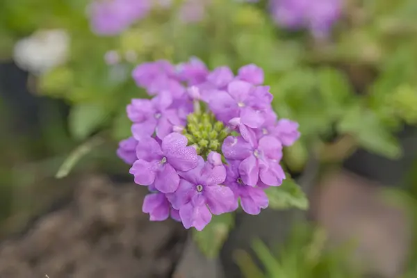 stock image A Cluster of Delicate Purple Verbena Blooms,Close-Up of Verbena with Vibrant Purple Flowers,Garden Verbena: A Burst of Purple Color,