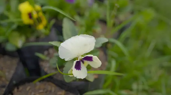 stock image White and Violet Pansy in Bloom,Close-up of a Pansy with White and Violet Petals,Pansy with a Unique Color Combination,