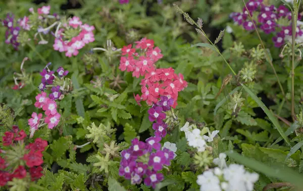 Bir Zarif Mor Verbena Çiçekleri Kümesi, Canlı Mor Çiçeklerle Yakın plan Verbena, Bahçe Verbenası: Mor Renk Patlaması,