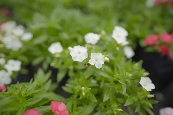 Bloom 'daki zarif Pembe Phlox Subulata, Groundcover Güzeli: Pembe Phlox Subulata, Yumuşak Pembe Çiçekli Sürünen Phlox,