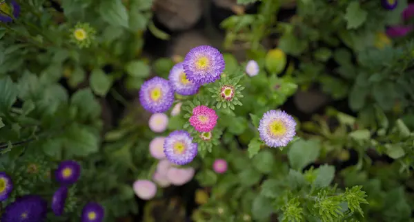 Pembe ve Mor Aster Çiçekleri Senfonisi, Canlı Renkler Aster Çiçekleri, Hassas Aster Çiçekleri 'nin Yakın Çekimi,