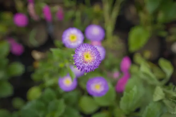 Pembe ve Mor Aster Çiçekleri Senfonisi, Canlı Renkler Aster Çiçekleri, Hassas Aster Çiçekleri 'nin Yakın Çekimi,