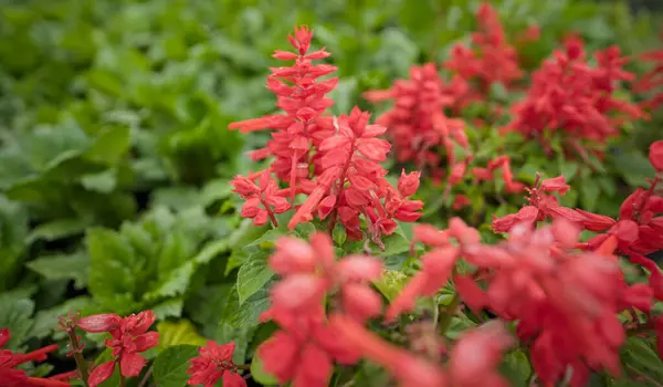 stock image Vibrant Scarlet Sage in Full Bloom,Close-up of Red Sage Flowers,A Garden of Scarlet Sage,