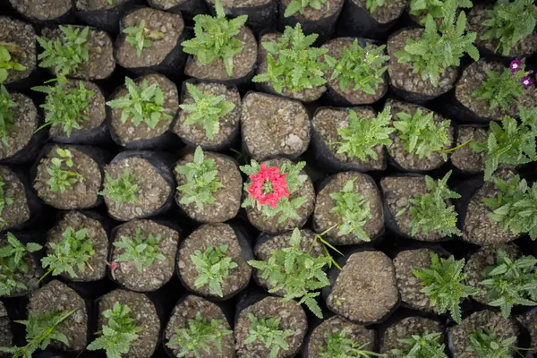 stock image A Single Red Verbena Stands Out in a Sea of Green,Verbena Hybrida: Nursery Production in Detail,A Unique Perspective on Verbena Plant Growth.