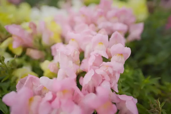 stock image A Delicate Cluster of Pink Snapdragons with Dewdrops,Close-up of Snapdragon Blooms in Soft Pink Hues,A Garden of Delicate Pink Snapdragons.