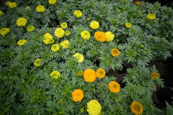 Bloom 'da canlı sarı kadife çiçekleri, Marigold Tarlası' nın havadan görünüşü, Bir Seradaki Lush Marigold Bitkileri