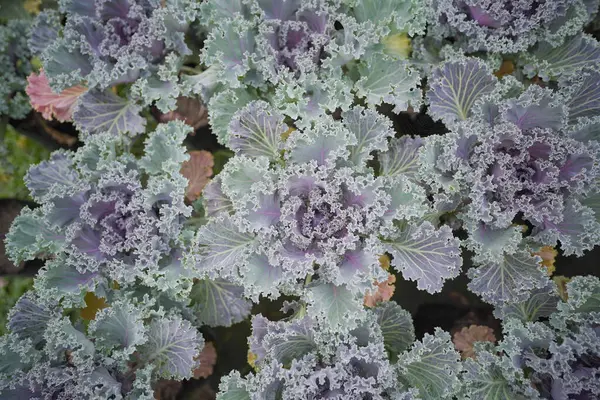 Dalgalı Yapraklı Mor ve Yeşil Kale, Süslü Kale Yakın Çekim: Mor ve Yeşil Tonlar Altında Doğal Kale Yaprakları.