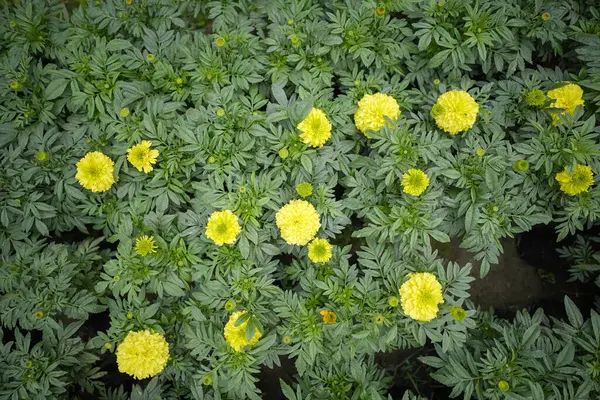 Bloom 'da canlı sarı kadife çiçekleri, Marigold Tarlası' nın havadan görünüşü, Bir Seradaki Lush Marigold Bitkileri