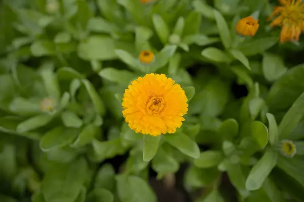 Bloom 'da canlı sarı kadife çiçekleri, Marigold Tarlası' nın havadan görünüşü, Bir Seradaki Lush Marigold Bitkileri.