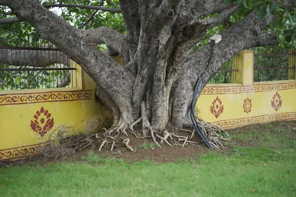 Dekoratif bir tapınak duvarının yanında büyüyen antik kutsal ağaç, köklü maneviyatı simgeliyor, görkemli eski ağaç, kutsal gelenekleri temsil ediyor, tapınak bahçesindeki kutsal ağaç, Hint kültürünü ve doğaya olan saygısını yansıtıyor..