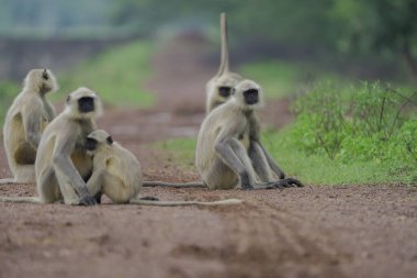 Hint kırsalındaki maymunların sosyal davranışları, taştan bir duvarda oturan langur maymunları, doğal yaşam alanında birlikte dinlenen vahşi maymunlar, orman ağaçlarının yakınındaki kırsal alanlarda yaşayan Hanuman langurları..