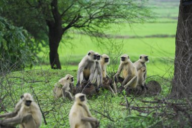 Hint kırsalındaki maymunların sosyal davranışları, taştan bir duvarda oturan langur maymunları, doğal yaşam alanında birlikte dinlenen vahşi maymunlar, orman ağaçlarının yakınındaki kırsal alanlarda yaşayan Hanuman langurları..