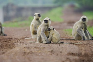 Taştan bir duvarda oturan langur maymunları doğal ortamda dinlenen vahşi maymunlar orman ağaçlarının yakınındaki kırsal alanda yaşayan Hanuman langurları, Hindistan kırsalındaki maymunların sosyal davranışları..