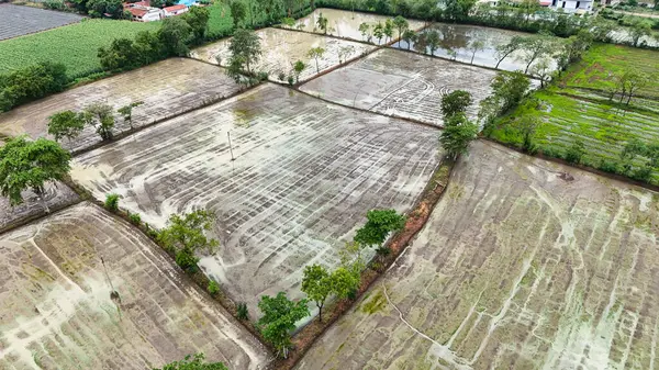 Çamurlu ve sulandırılmış tarım arazilerinin hava manzarası, yeşil ağaçlarla çevrili ıslak çeltik tarlalarının insansız hava aracı görüntüsü, görünür saban hatları ve su bantları olan Hindistan kırsal arazisi..