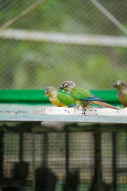 Bir kafesin içine tünemiş yeşil papağan, pençesiyle yiyecek tutuyor, kuş kafesinde renkli papağanlara yakın çekim yapıyor, arka planda bulanık meyveler yiyor, kırmızı kuyruklu küçük bir kuş, örgü kaplı bir kuşhanede beslenen papağan..