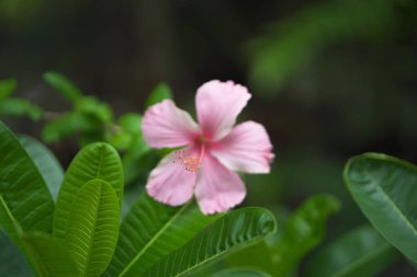 Yeşil yapraklı pembe bir amber çiçeğinin yakın çekimi, tropikal bahçe ortamında güzel tek amber çiçeği, yumuşak bulanık arka planda açan pembe çiçek, taze yeşil yapraklı canlı bir amberin Macro çekimi,