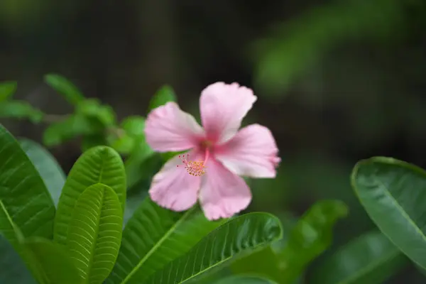  Yeşil yapraklı pembe bir amber çiçeğinin yakın çekimi, tropikal bahçe ortamında güzel tek amber çiçeği, yumuşak bulanık arka planda açan pembe çiçek, taze yeşil yapraklı canlı bir amberin Macro çekimi,