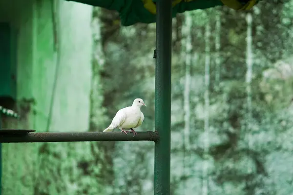 Beyaz güvercin yeşil kırsal arka planı olan metal bir çubuğa tünemiş, kentsel alanda yıpranmış bir duvarın yanında dinlenen huzurlu beyaz güvercin, sessiz bir sokakta gölgeli bir güvercin, yeşil tonları ve dokuları olan solo beyaz kuş.